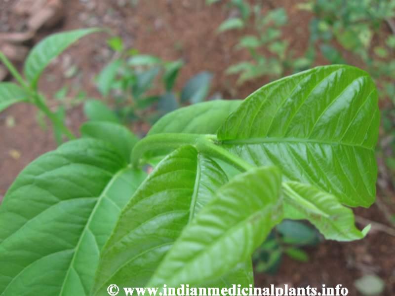 Holarrhena antidysenterica 2